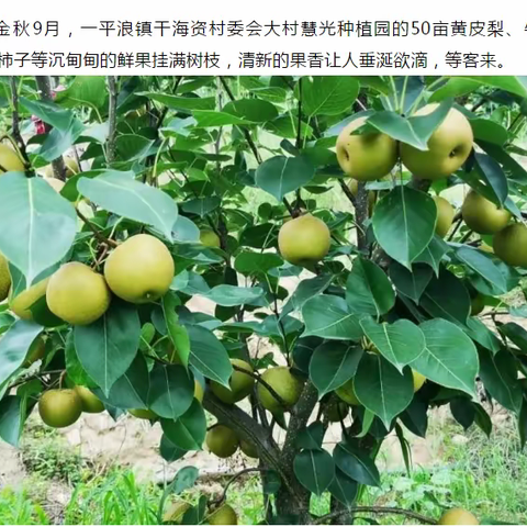 云南楚雄禄丰一平浪慧光果园鲜果熟了等您来采摘！