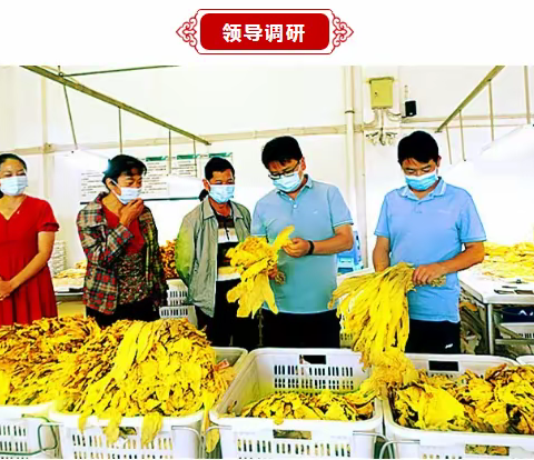 一平浪镇“金叶子”开磅收购烟农增收笑开颜