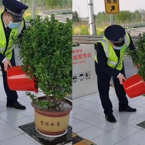 高码头收费站开展绿化站区工作