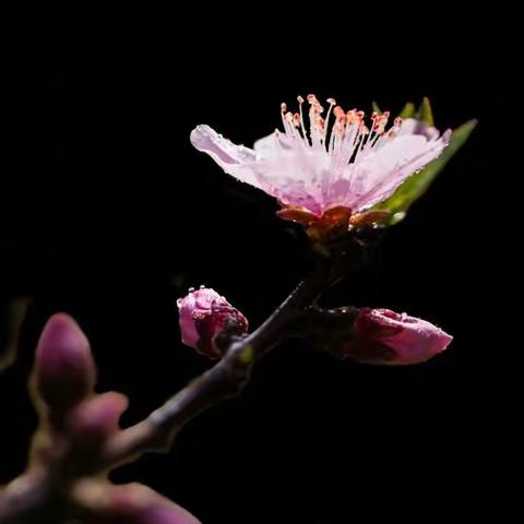 桃花依旧