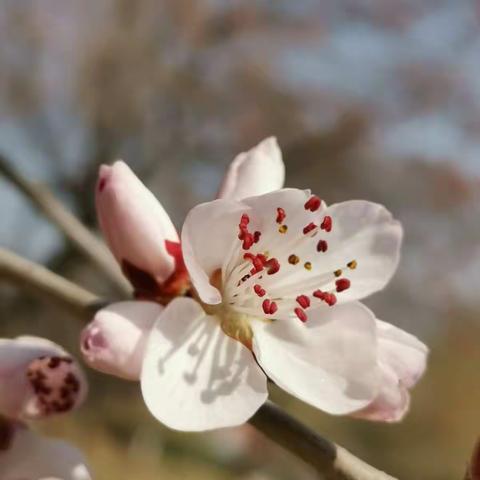 土城遗址春花开
