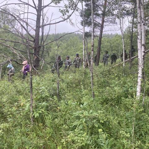 兴安林场、特色产业科香樟岭赤芍种子种园人工干预、培育