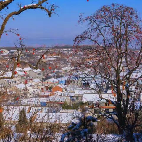 雪后燃灯寺村柿树