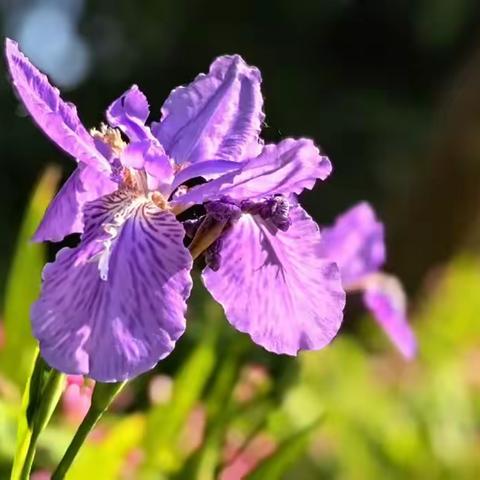 路边野花也妖艳