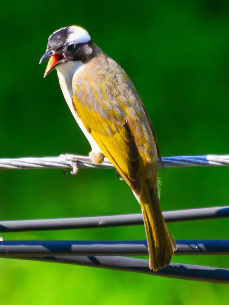 耳羽后部有一白班,上体灰褐色或橄榄灰色,具黄绿色羽缘,颏,喉白色