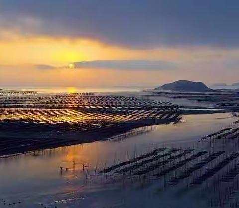 饶平海山紫菜上市