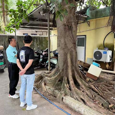 园区科到鸿春堂药房公司现场查勘树木砍伐申请