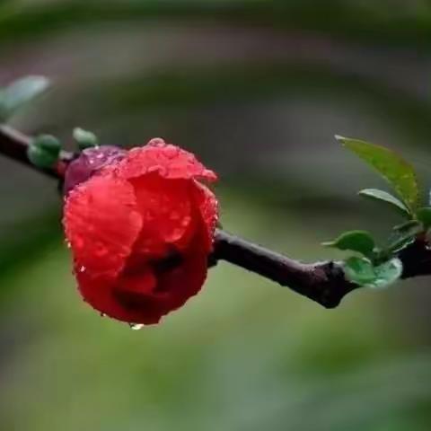 走 进 春 天