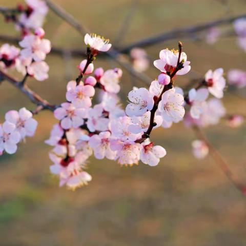 杏花盛开人几岁