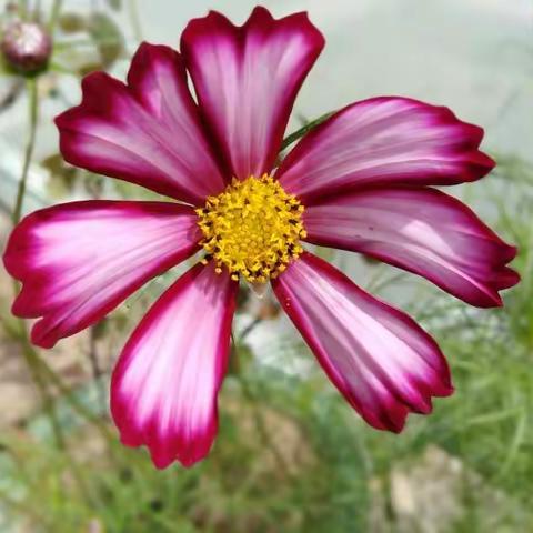 花开悦目