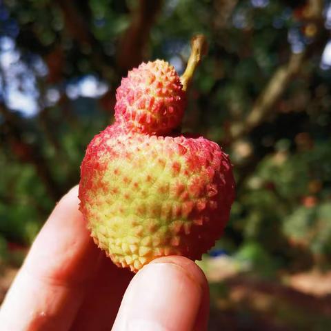 天堂飘来荔枝香之三———，荔枝的初心