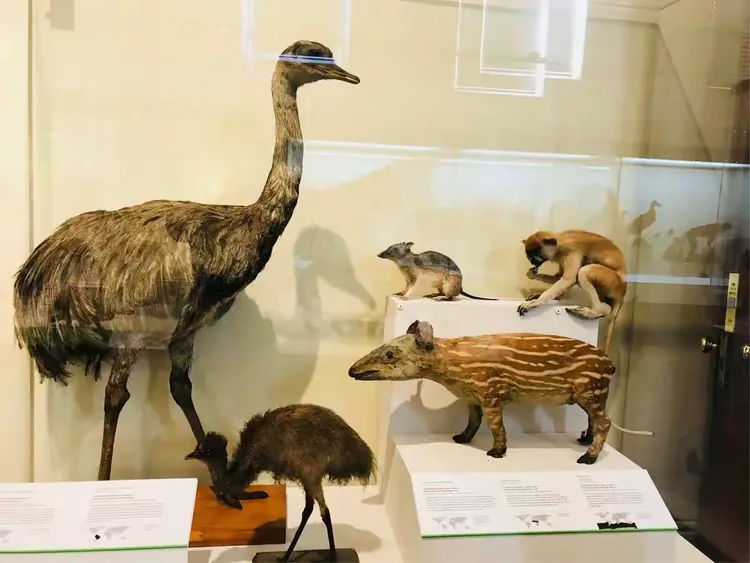 澳洲博物馆动物篇