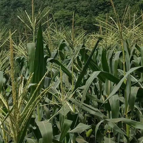 恩施市高旗实验小学206班书香中队——高恩杰