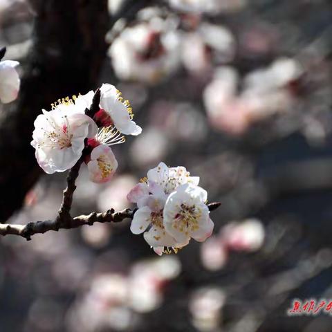 踏雪寻桃花……挖茵陈……回归山野自驾、轻量徒步、拼车……健身走约起……