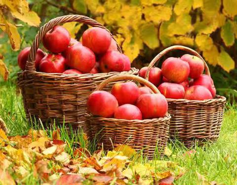 秋聚果园谋新篇  情系人文续华章