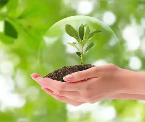 《植树节忆往昔》