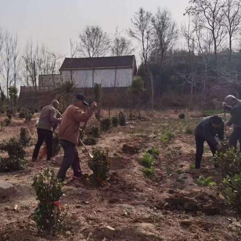 西未庄乡持续开展村庄植树绿化活动