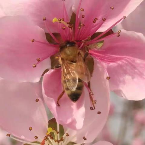 春暖花开