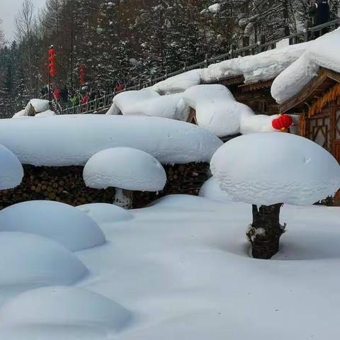 这个冬天，我们一起去看雪