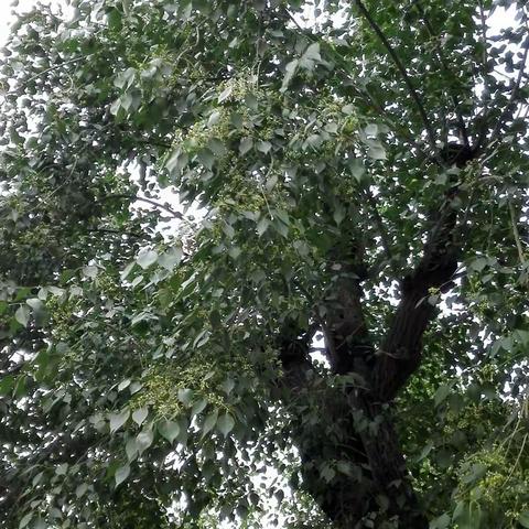 明开夜合.五月节