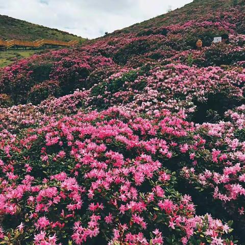 花海