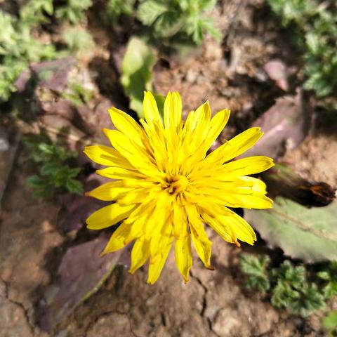 别让‘贫瘠思维’困住你：像蒲公英一样，活成不妥协的自己