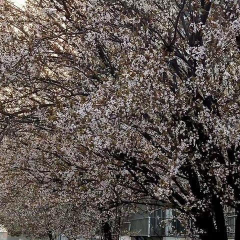 把自己活成一棵树