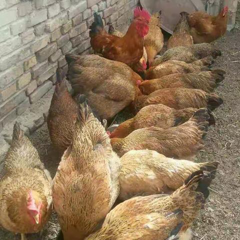 吃出健康，真正农家生态鸡与您分享！