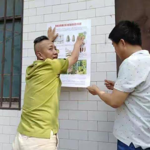 秦汉新城草地贪夜蛾监测防控工作进行中