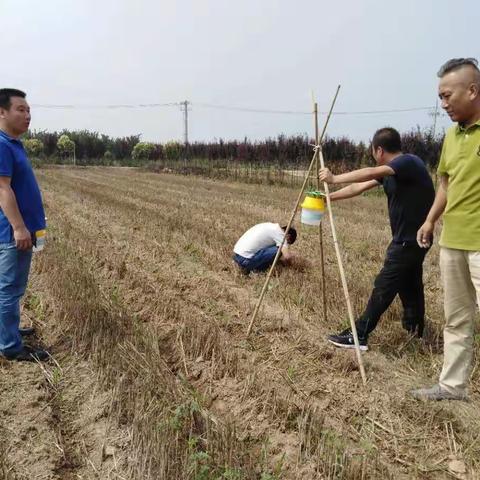 秦汉新城农业农村局切实开展草地贪夜蛾监测防控工作