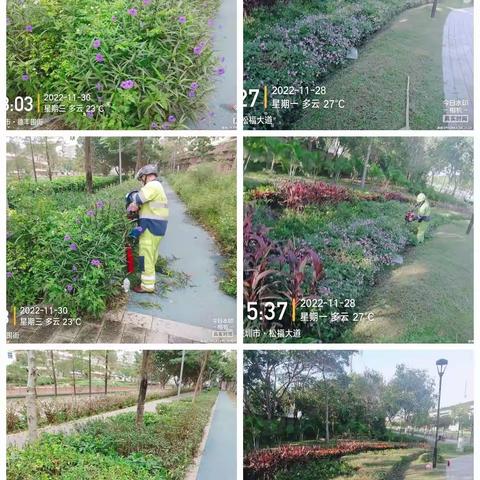深圳宝安北控城市服务有限公司—沙井街道绿化管养11月28日至12月2日工作周报