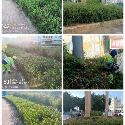 深圳宝安北控城市服务有限公司—沙井街道绿化管养12月5日至12月9日工作周报