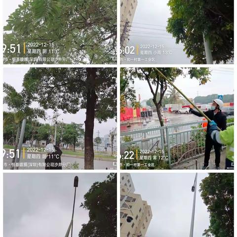 深圳宝安北控城市服务有限公司—沙井街道绿化管养12月12日至12月16日工作周报