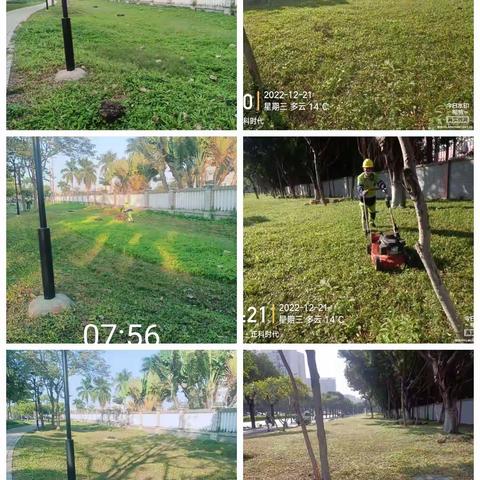 深圳宝安北控城市服务有限公司—沙井街道绿化管养12月19日至12月23日工作周报