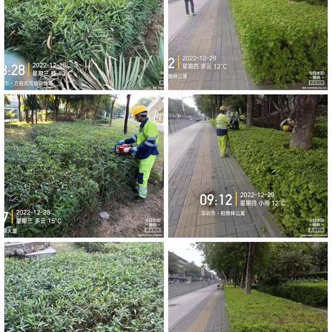 深圳宝安北控城市服务有限公司—沙井街道绿化管养12月26日至12月31日工作周报