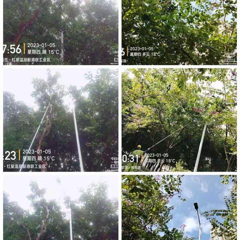 深圳宝安北控城市服务有限公司—沙井街道绿化管养2023年1月2日至1月6日工作周报