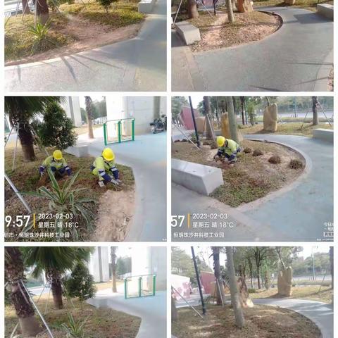 深圳宝安北控城市服务有限公司—沙井街道绿化管养2023年1月30日至2月3日工作周报