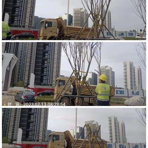深圳宝安北控城市服务有限公司—沙井街道绿化管养2023年2月13日至2月17日工作周报