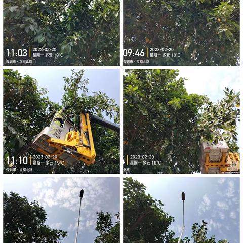 深圳宝安北控城市服务有限公司—沙井街道绿化管养2023年2月20日至2月24日工作周报