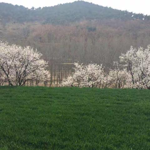 春风又见，十里杏林……