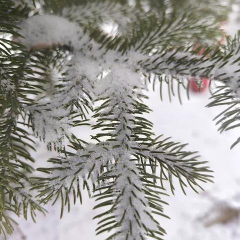 庆春时.年关洁雪 诗4首