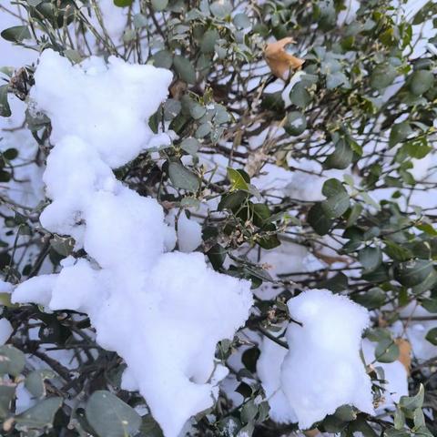 雪株，化洁球飞天 诗3首