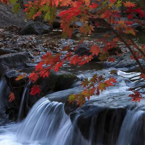 金秋十月赏枫叶