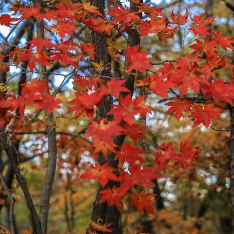 爱慕深山赏晚秋,枫叶妖柔似火烧。