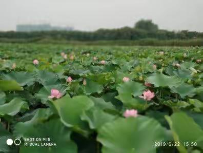 荷花汇