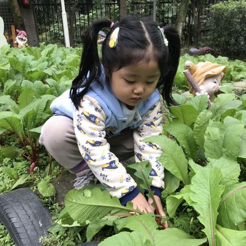 丰收的季节——芭比宝贝拔萝卜