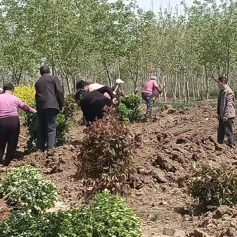 增绿添彩，民航路街道村庄绿化有序推进