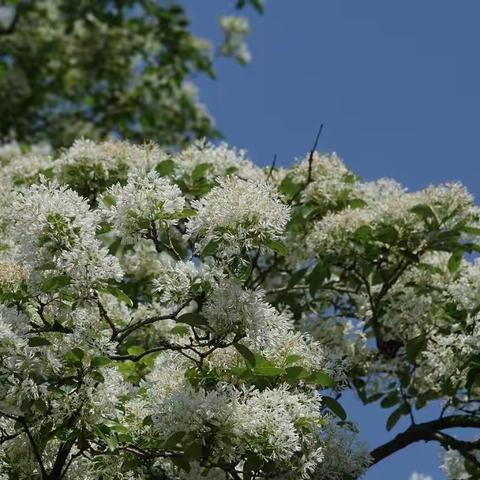 衣锦坊的流苏雪