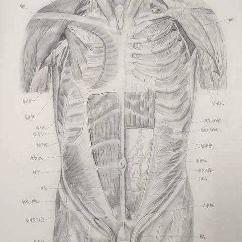 医学技术系举办第三届“生命杯”医学生解剖绘图大赛