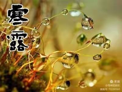 袅袅凉风动 寒露秋更浓—— 大二班寒露节气主题活动